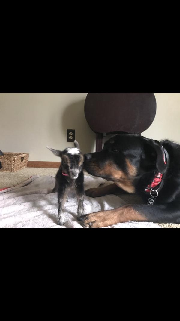 /Images/uploads/MidAmerica Rottweiler Rescue/adoptarottphotocontest/entries/10048thumb.jpg